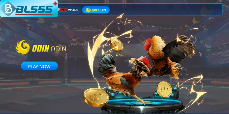 Biểu đồ vốn tăng từ 10 → 156 triệu nhờ quản lý vốn đá gà BL555